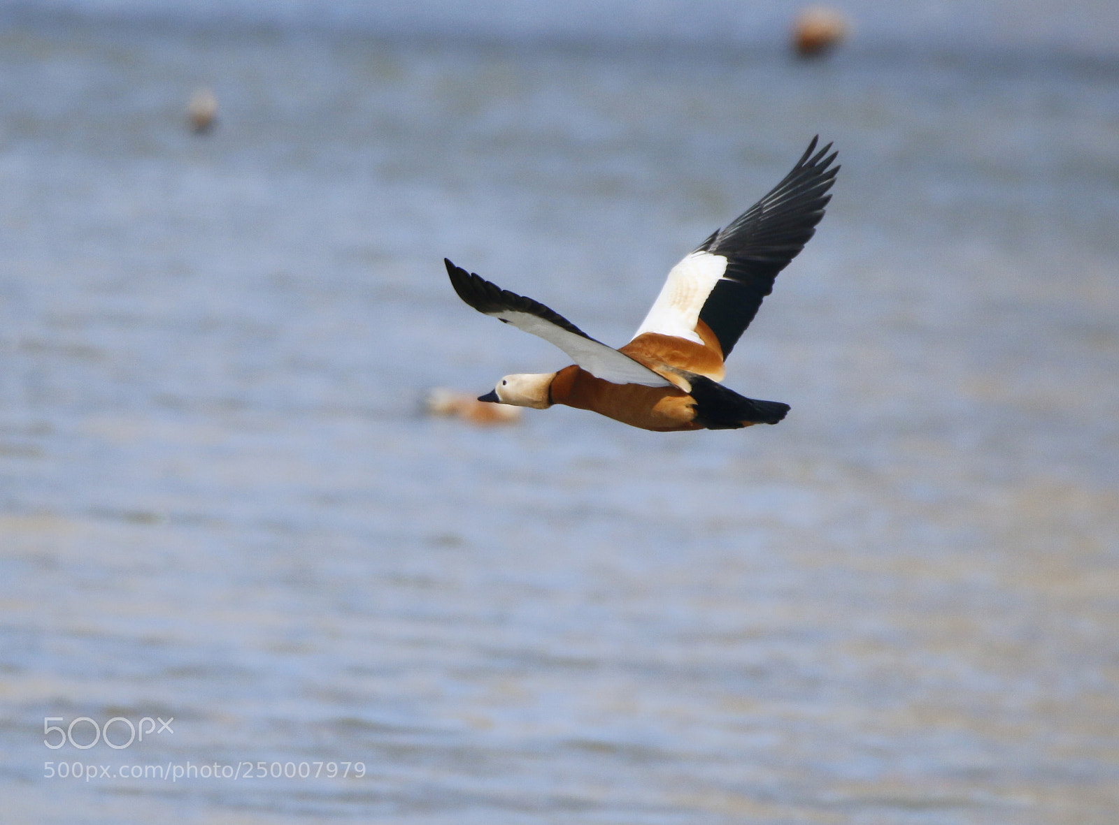 Canon EOS 70D sample photo. A leap in the photography