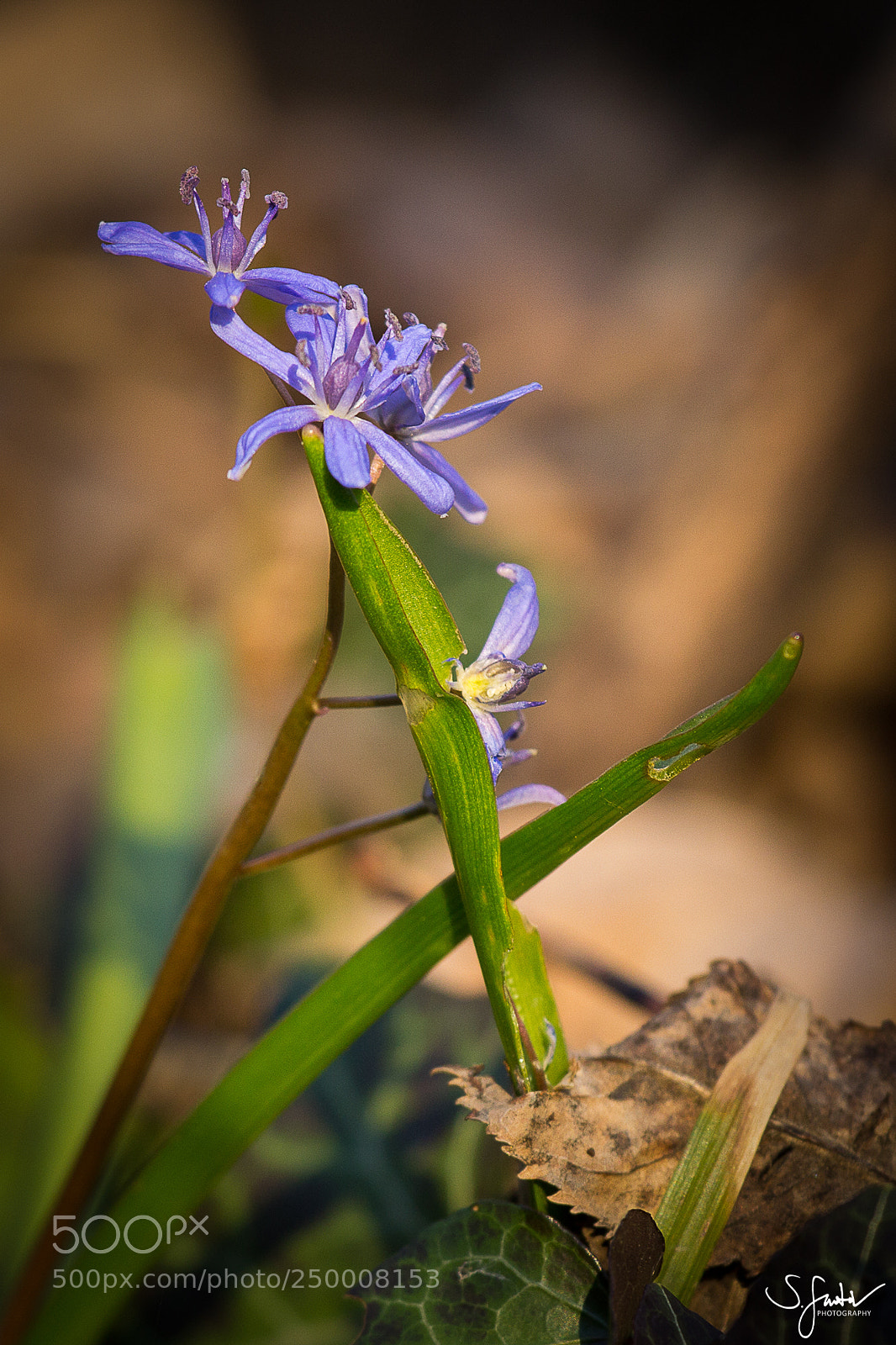 Canon EOS 60D sample photo. Spring squill photography