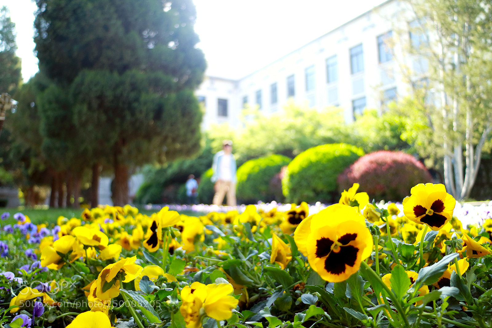 Canon EOS M3 sample photo. 夏天 photography
