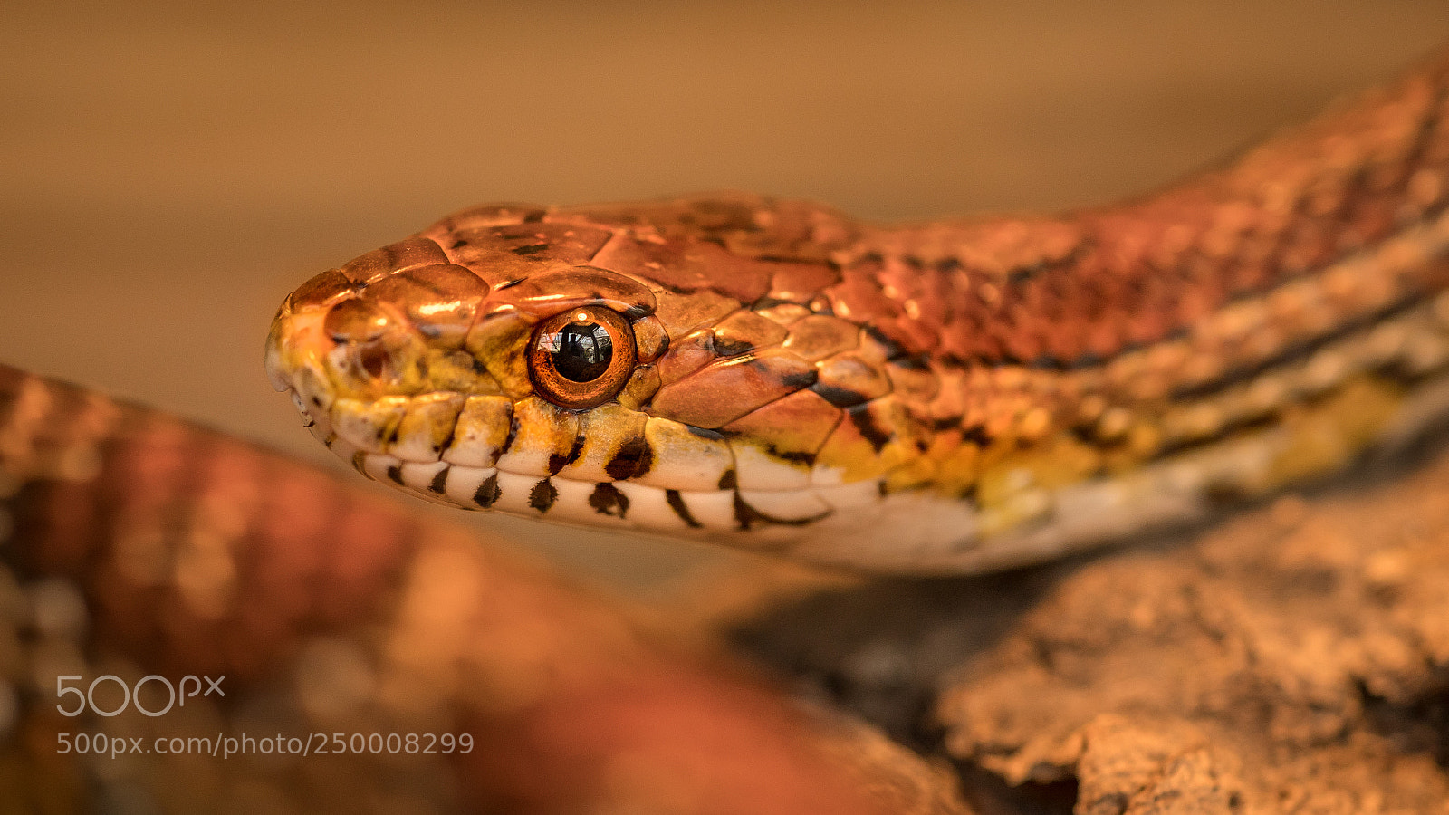 Sony a7R III sample photo. Snake photography