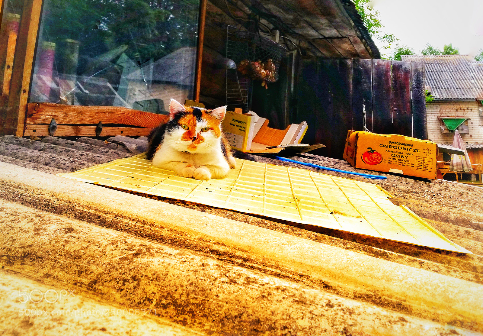 Samsung Galaxy S5 sample photo. Cat in the light photography