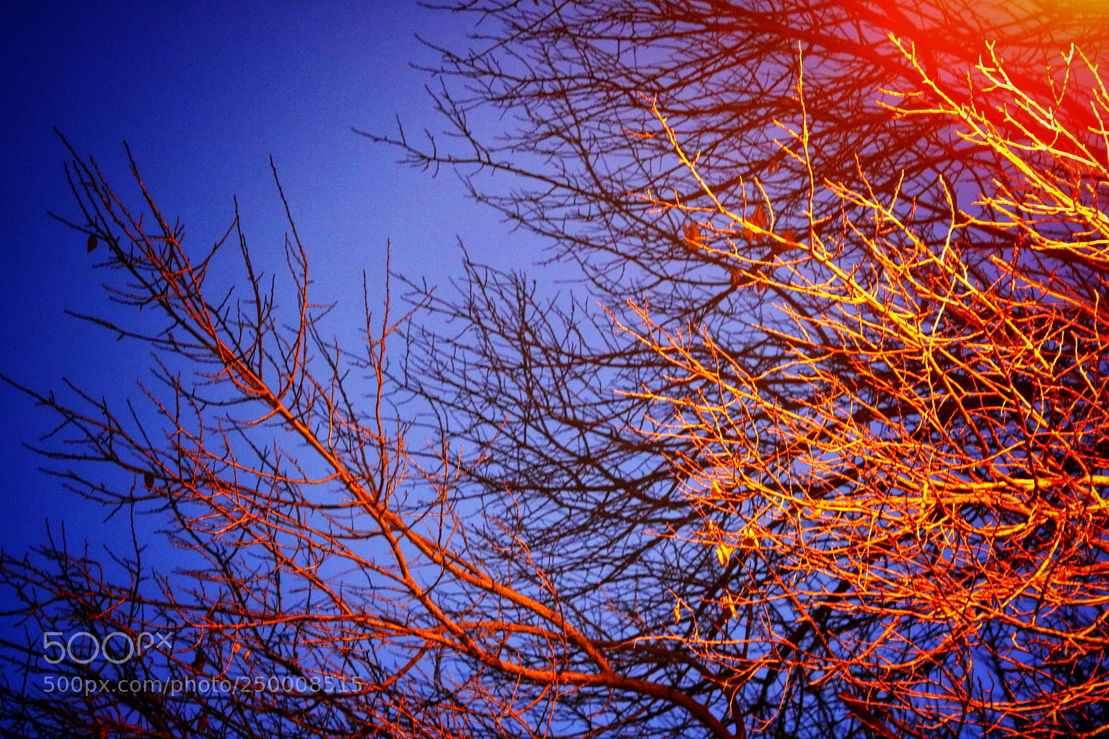Canon EOS 760D (EOS Rebel T6s / EOS 8000D) sample photo. Red? photography