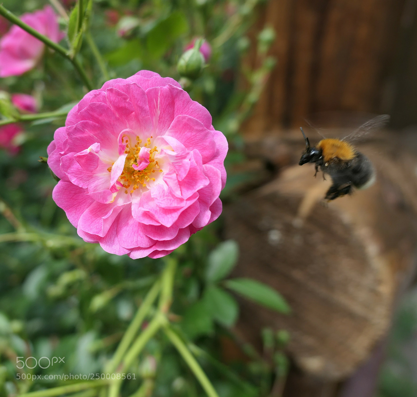 Panasonic Lumix DMC-LX10 (Lumix DMC-LX15) sample photo. Bee and flower photography