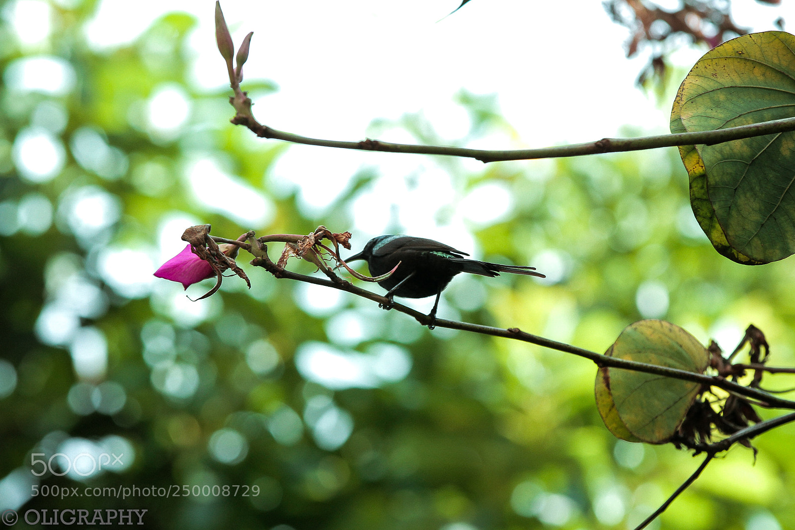 Canon EOS 7D sample photo. Img photography