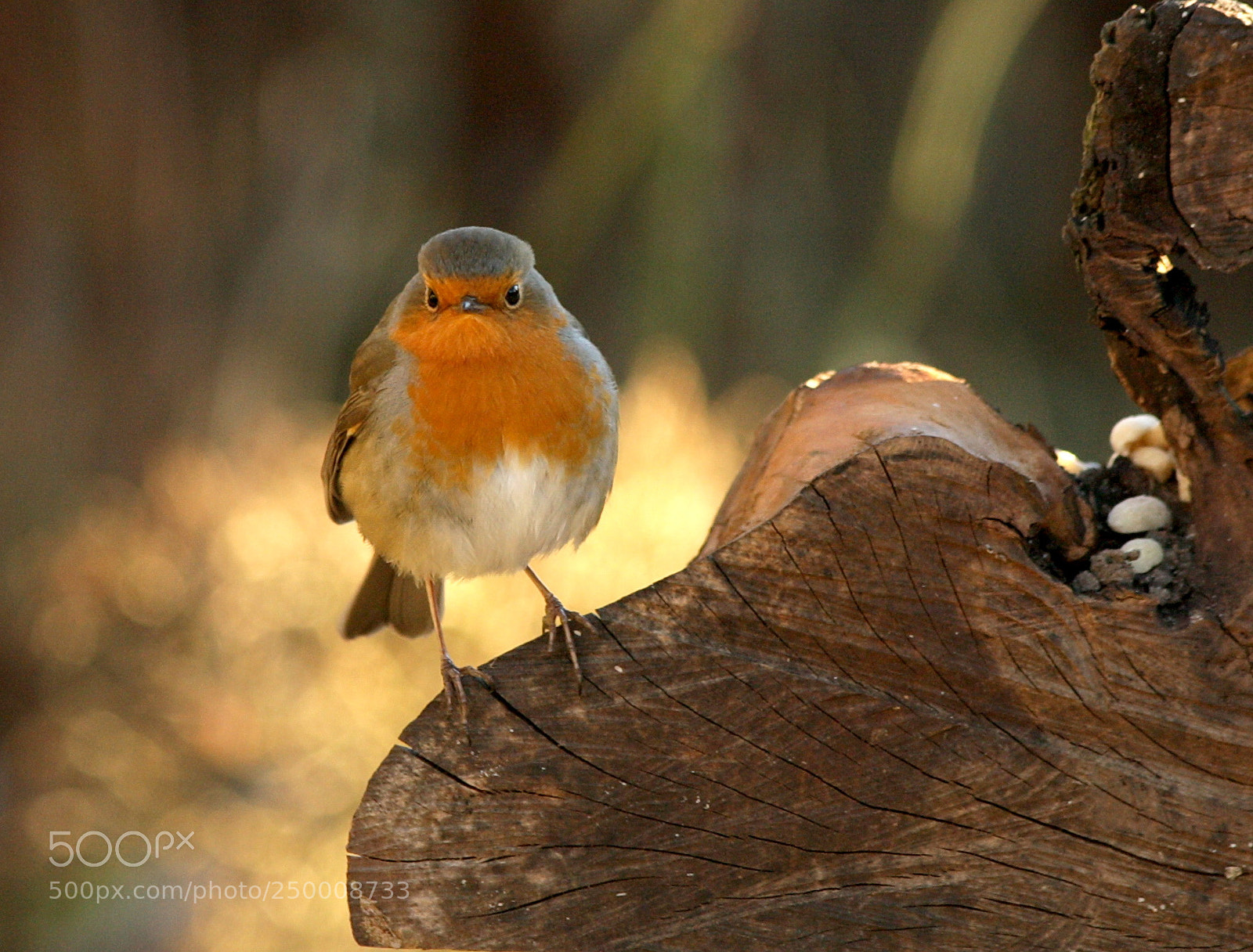 Canon EOS-1D Mark III sample photo. Grumpy robin photography