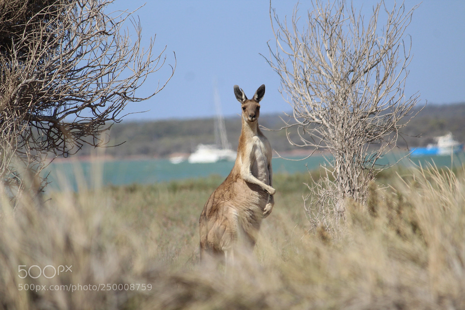 Canon EF-S 55-250mm F4-5.6 IS II sample photo. Australian visitor photography