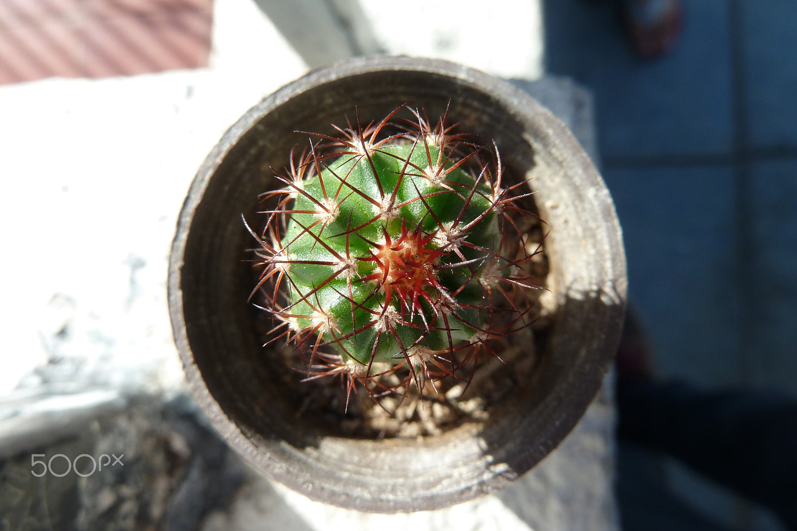 Panasonic Lumix DMC-ZS7 (Lumix DMC-TZ10) sample photo. Little cactus photography