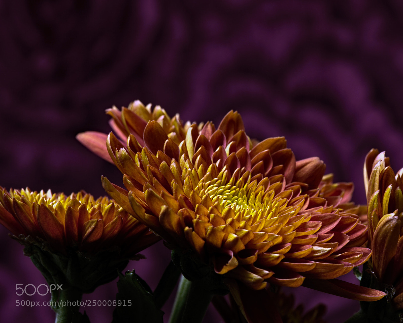 Nikon D810 sample photo. Not on the level photography