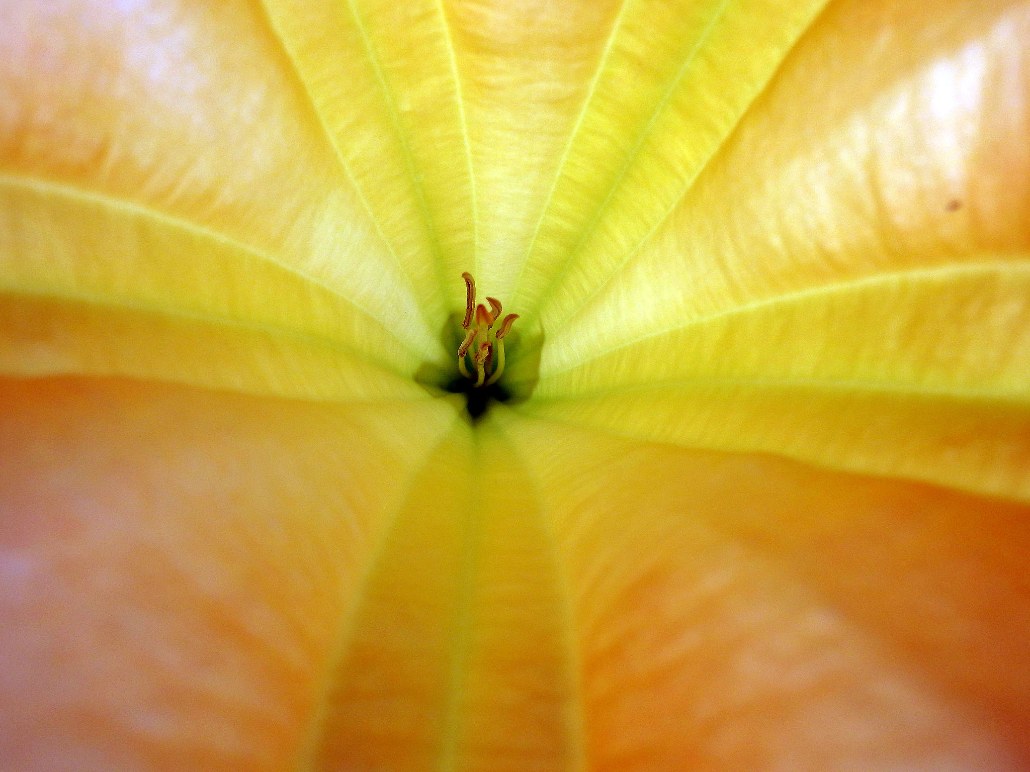 Olympus SP-100EE sample photo. Intimidad en flor photography