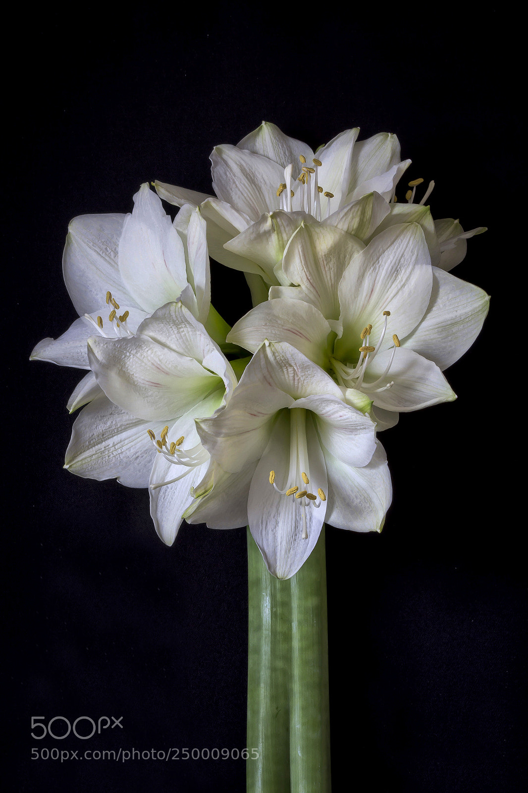 Canon EOS 60D sample photo. Amaryllis photography