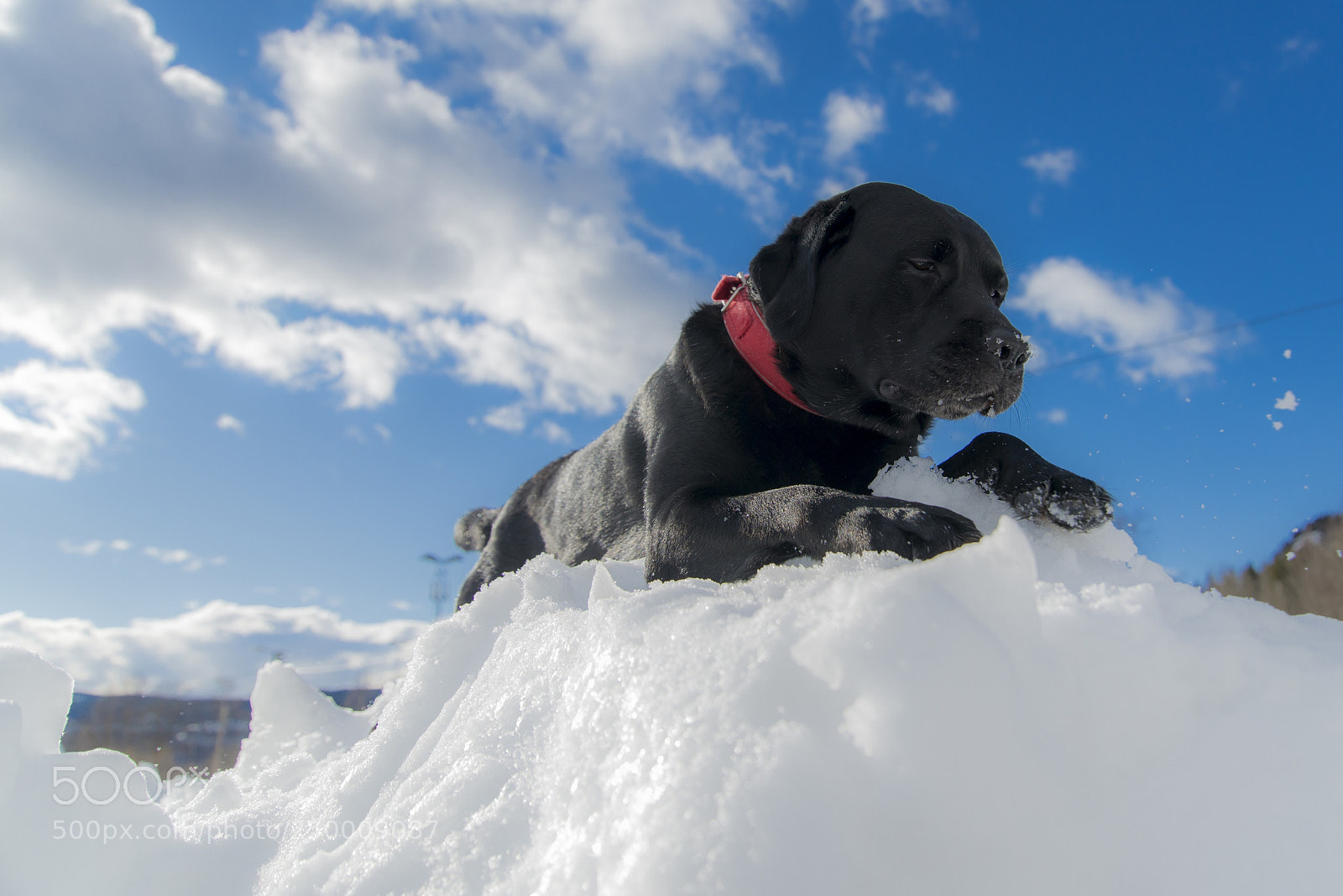 Nikon D800 sample photo. Snow patrol photography