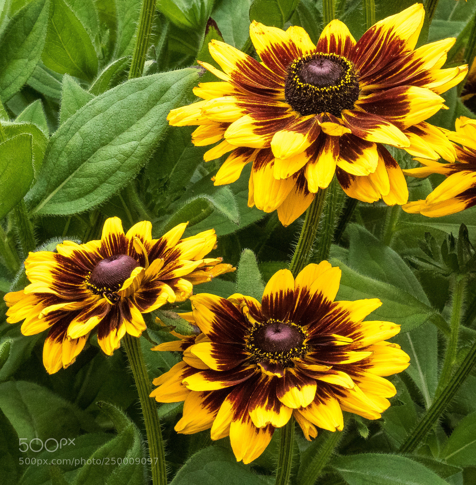 Canon EOS 7D Mark II sample photo. Brown-eyed susan (rudbeckia spp.) photography