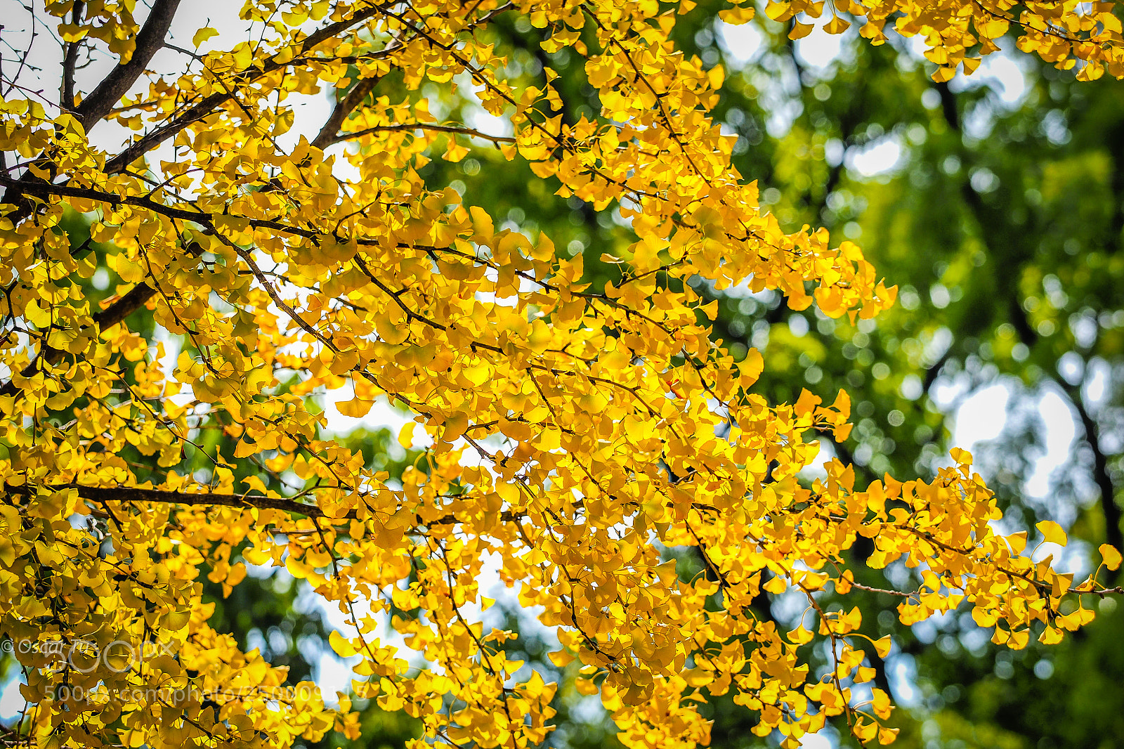 Olympus OM-D E-M1 sample photo. Untitled photography