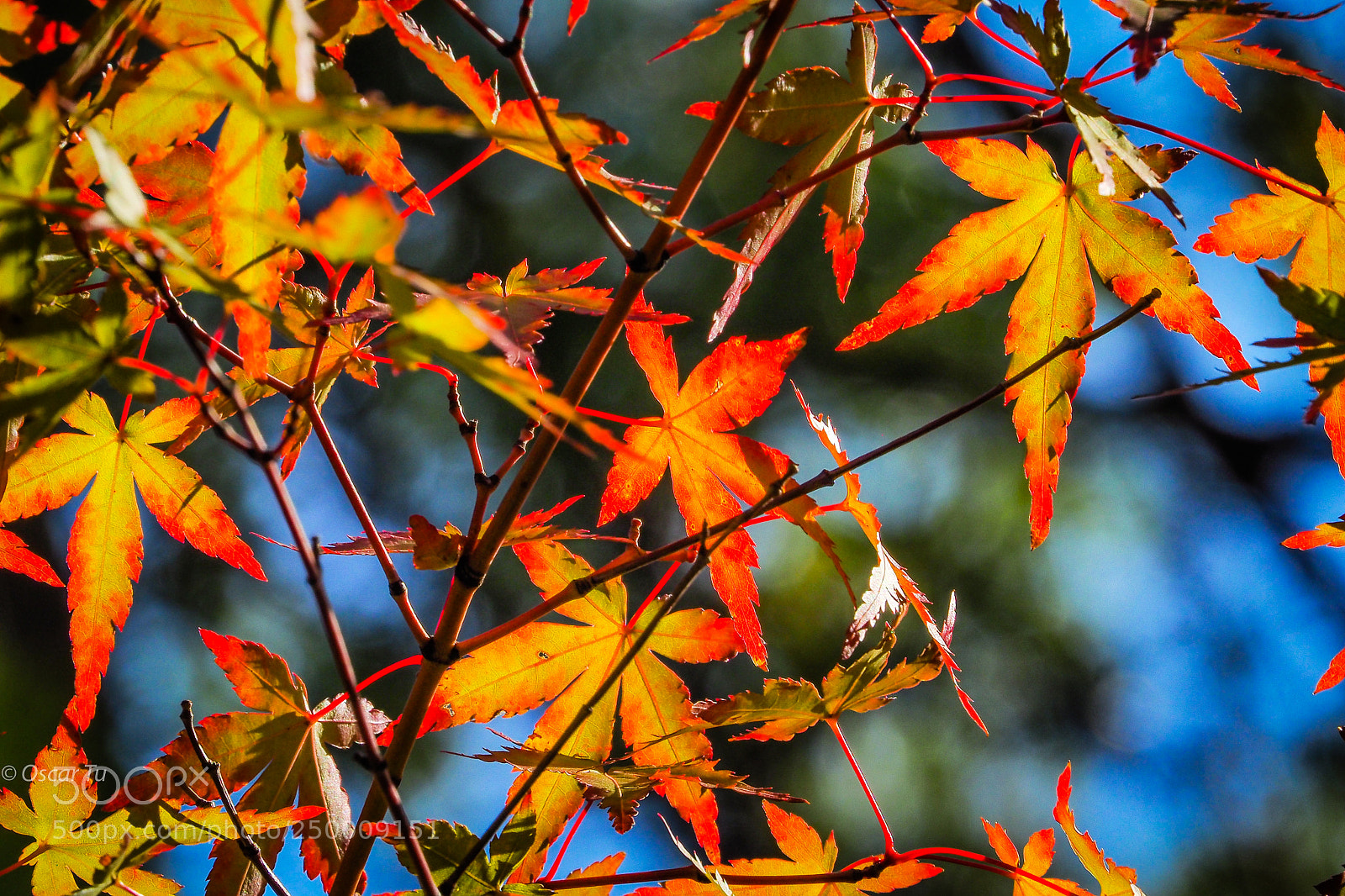 Olympus OM-D E-M1 sample photo. Untitled photography