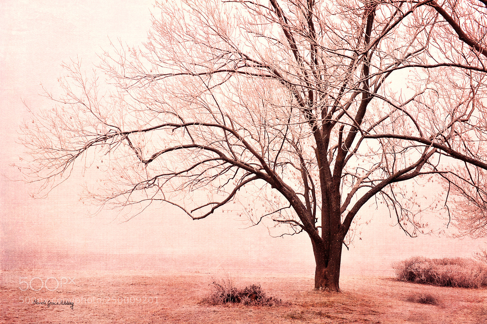 Nikon D700 sample photo. Pink mist photography