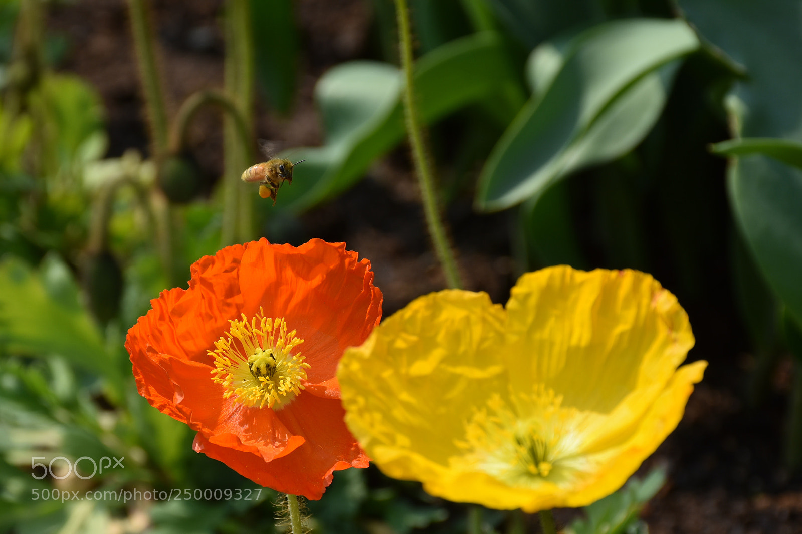 Nikon D7200 sample photo. Bee and flowers photography