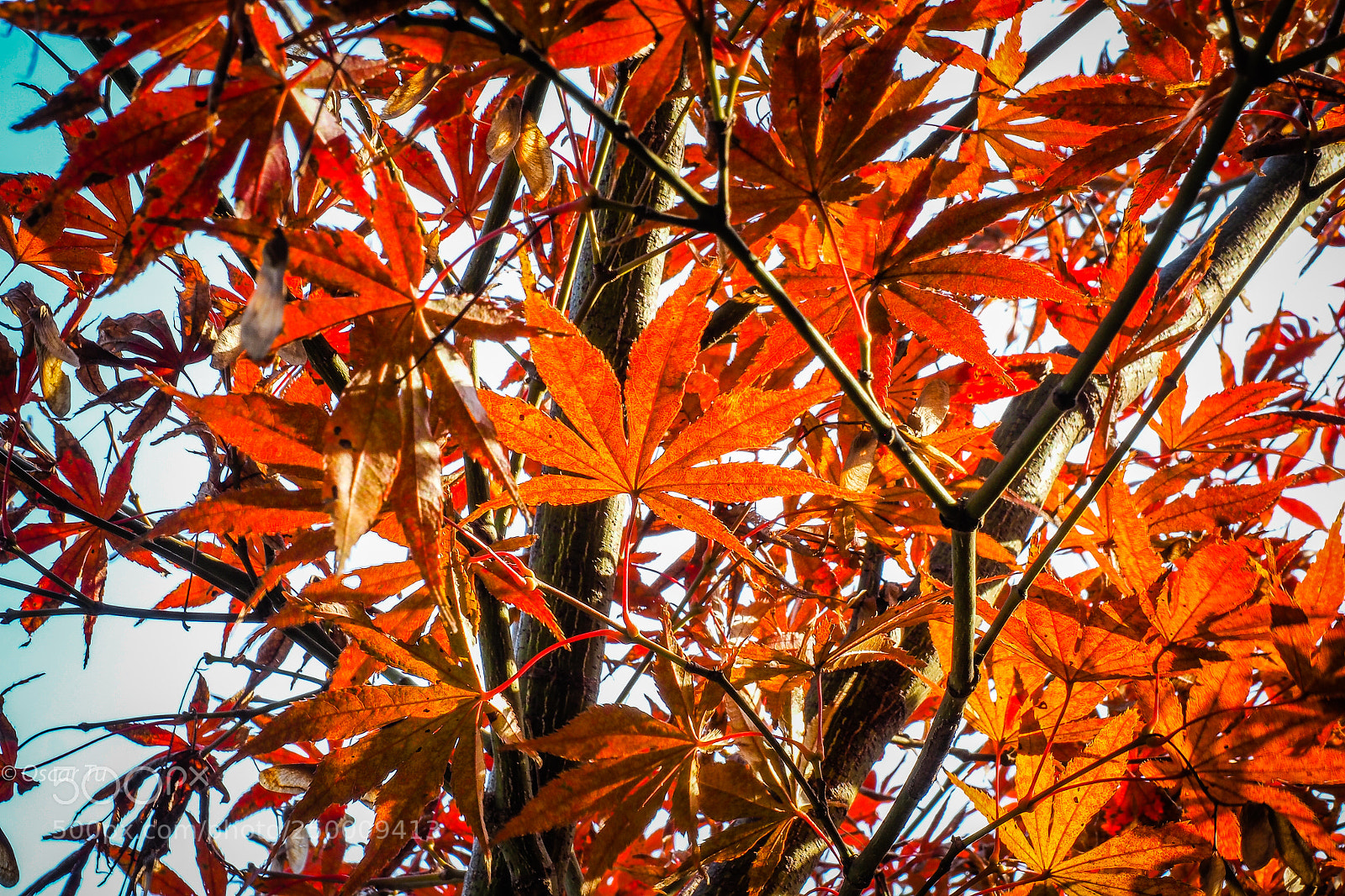 Olympus OM-D E-M1 sample photo. Untitled photography