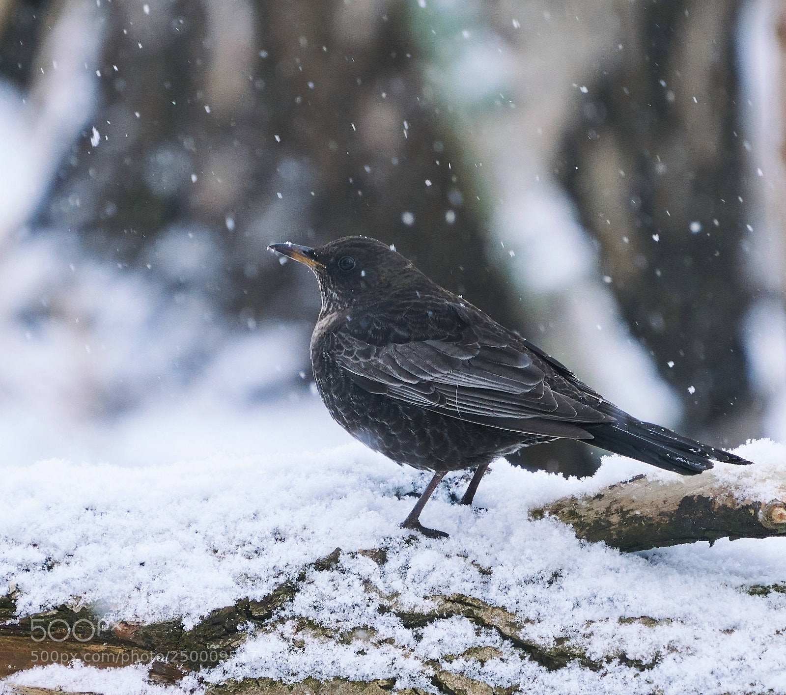 Sony a7R II sample photo. Spring is coming...i hope photography