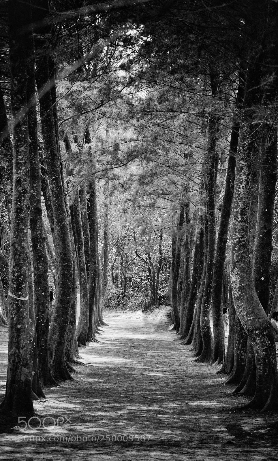 Nikon D5500 sample photo. Lonely path photography