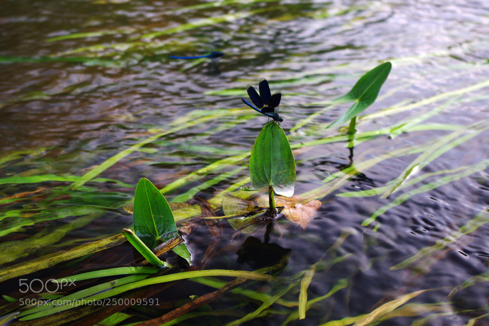 Pentax K200D sample photo. Untitled photography