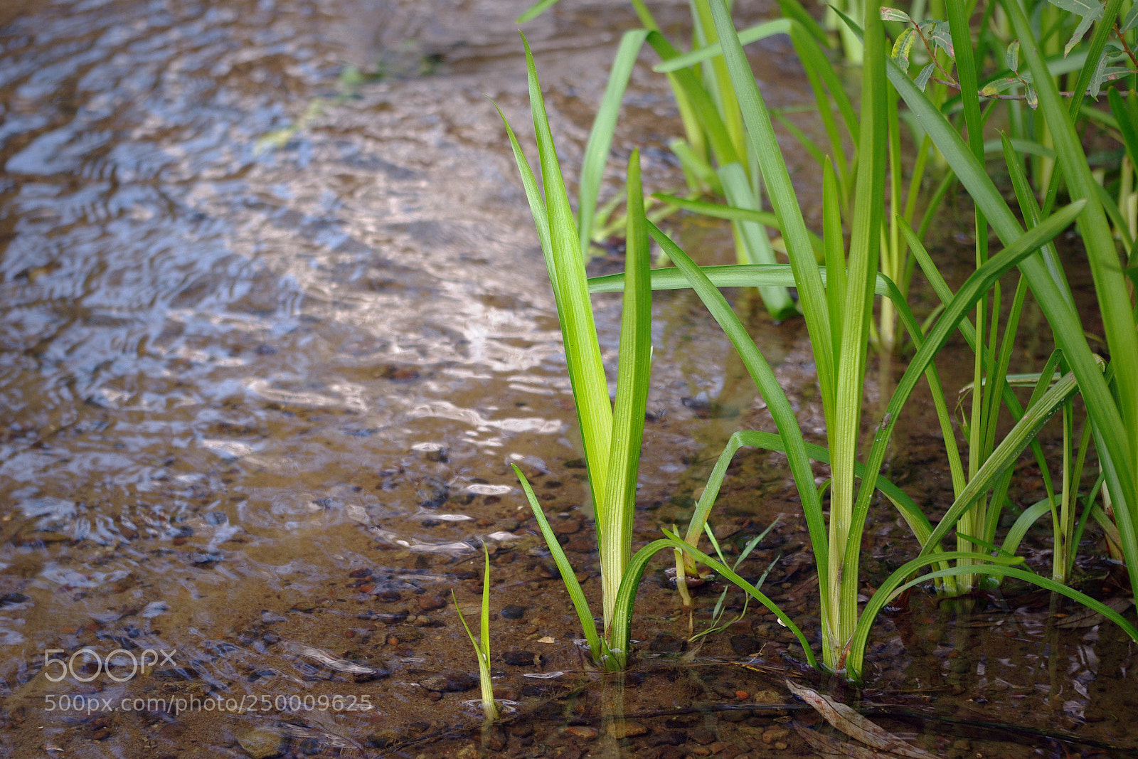Pentax K200D sample photo. Untitled photography