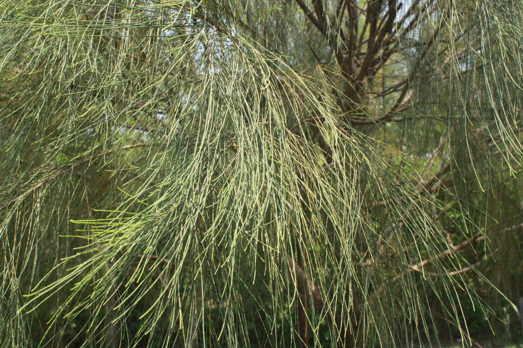 Canon EOS 40D sample photo. Pine needles photography