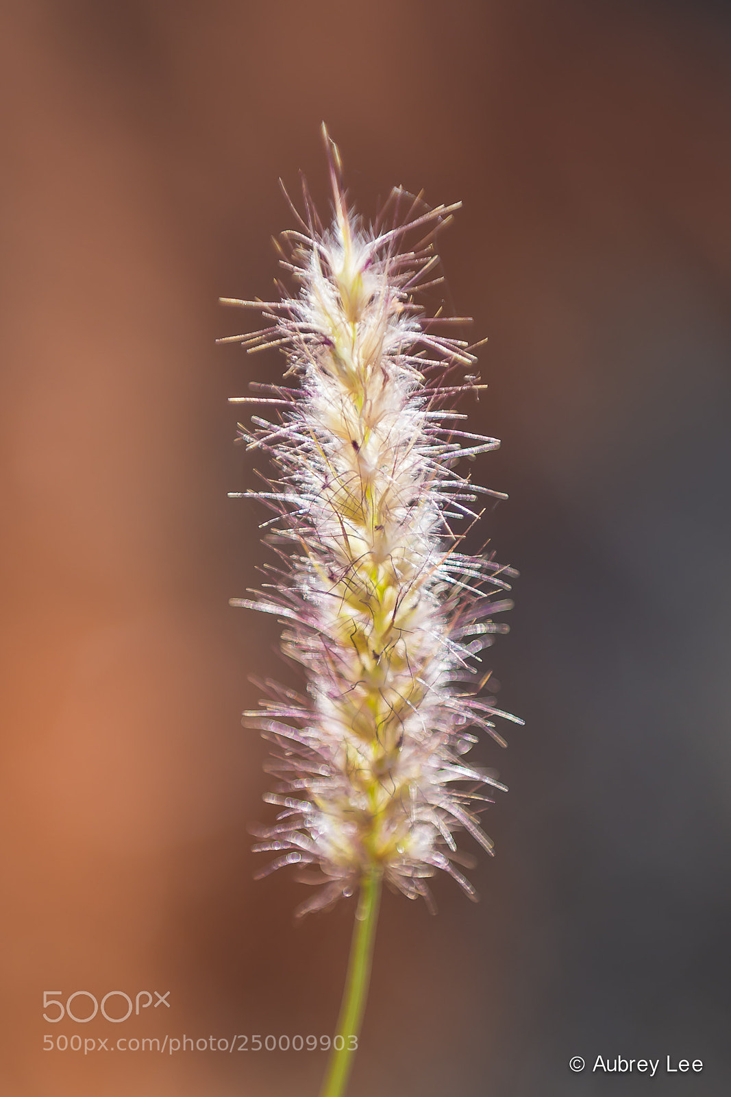 Nikon D610 sample photo. Radiate photography