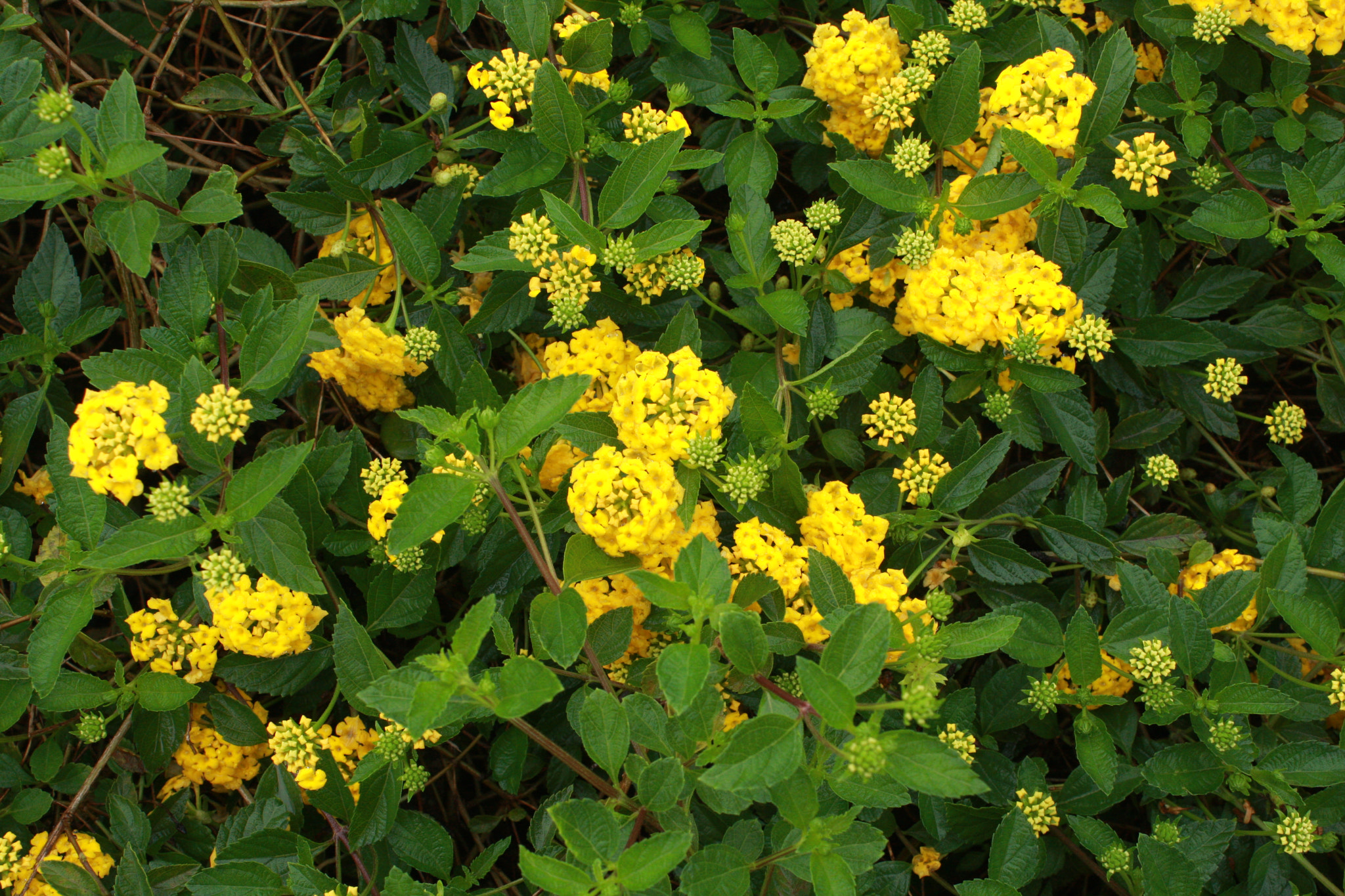 Canon EOS 40D sample photo. Simple flowers v photography