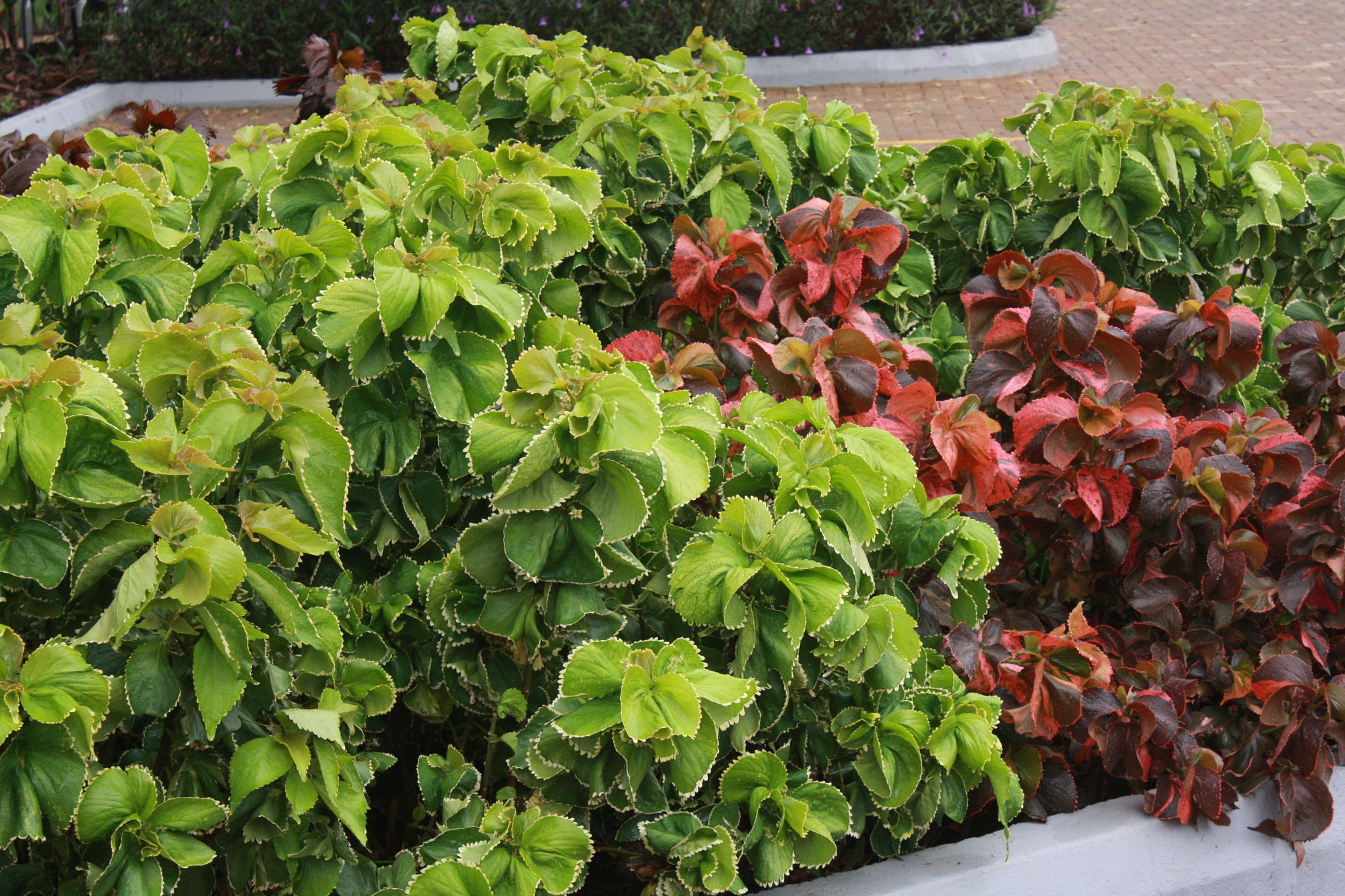 Canon EOS 40D sample photo. Simple plants photography