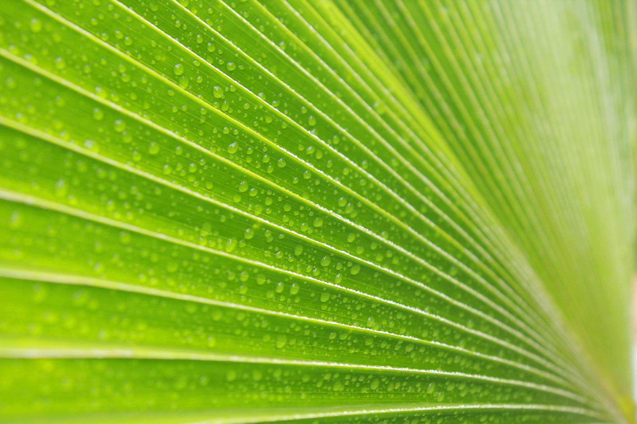 Canon EOS 40D sample photo. Water droplets ii photography