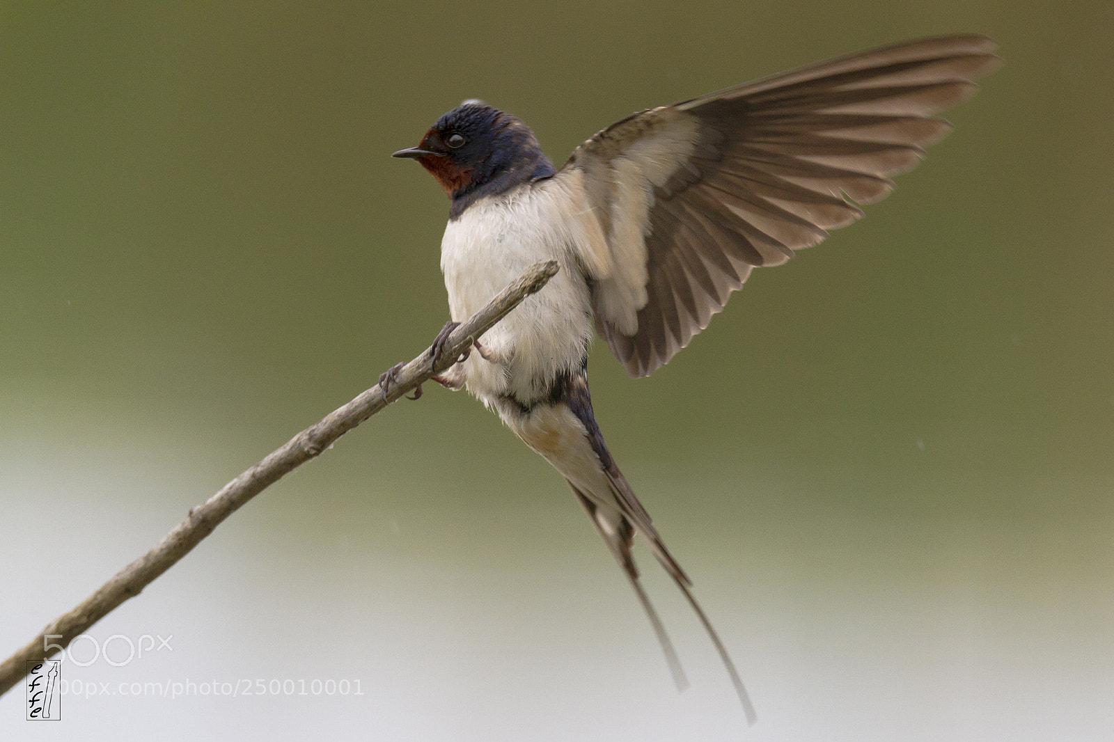 Canon EOS 7D sample photo. Swallow landing photography