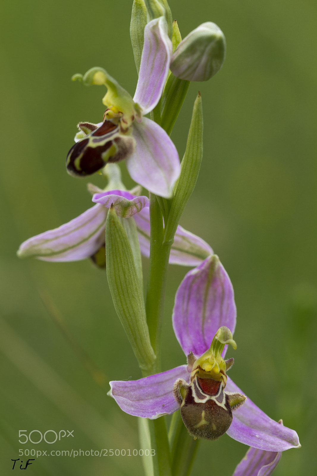 Canon EOS 7D sample photo. Ophrys apifera photography
