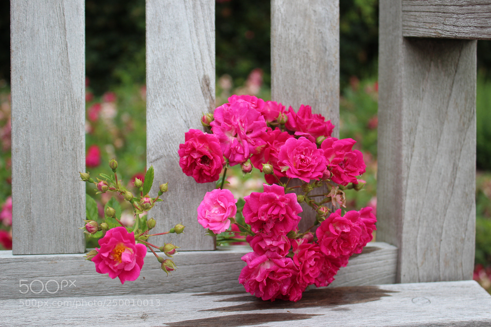 Canon EOS 600D (Rebel EOS T3i / EOS Kiss X5) sample photo. Img photography