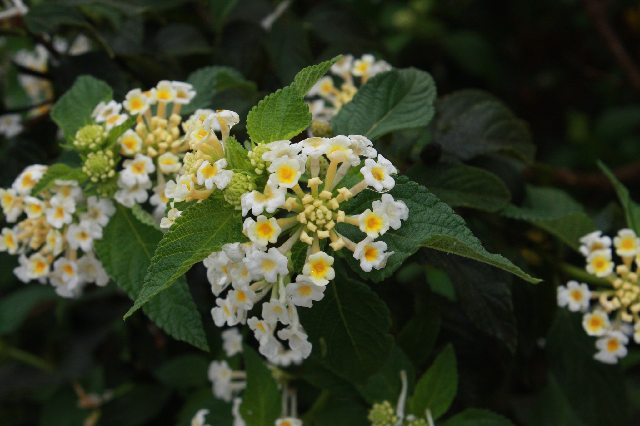 Canon EOS 40D sample photo. Simple flowers iv photography