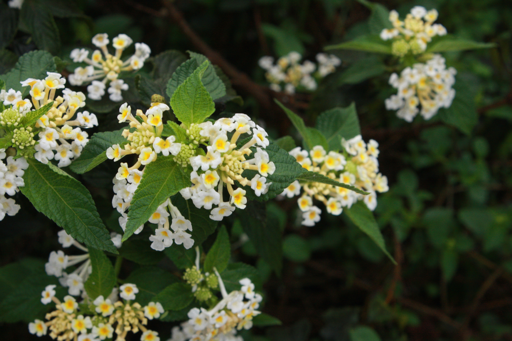 Canon EOS 40D sample photo. Simple flowers iii photography