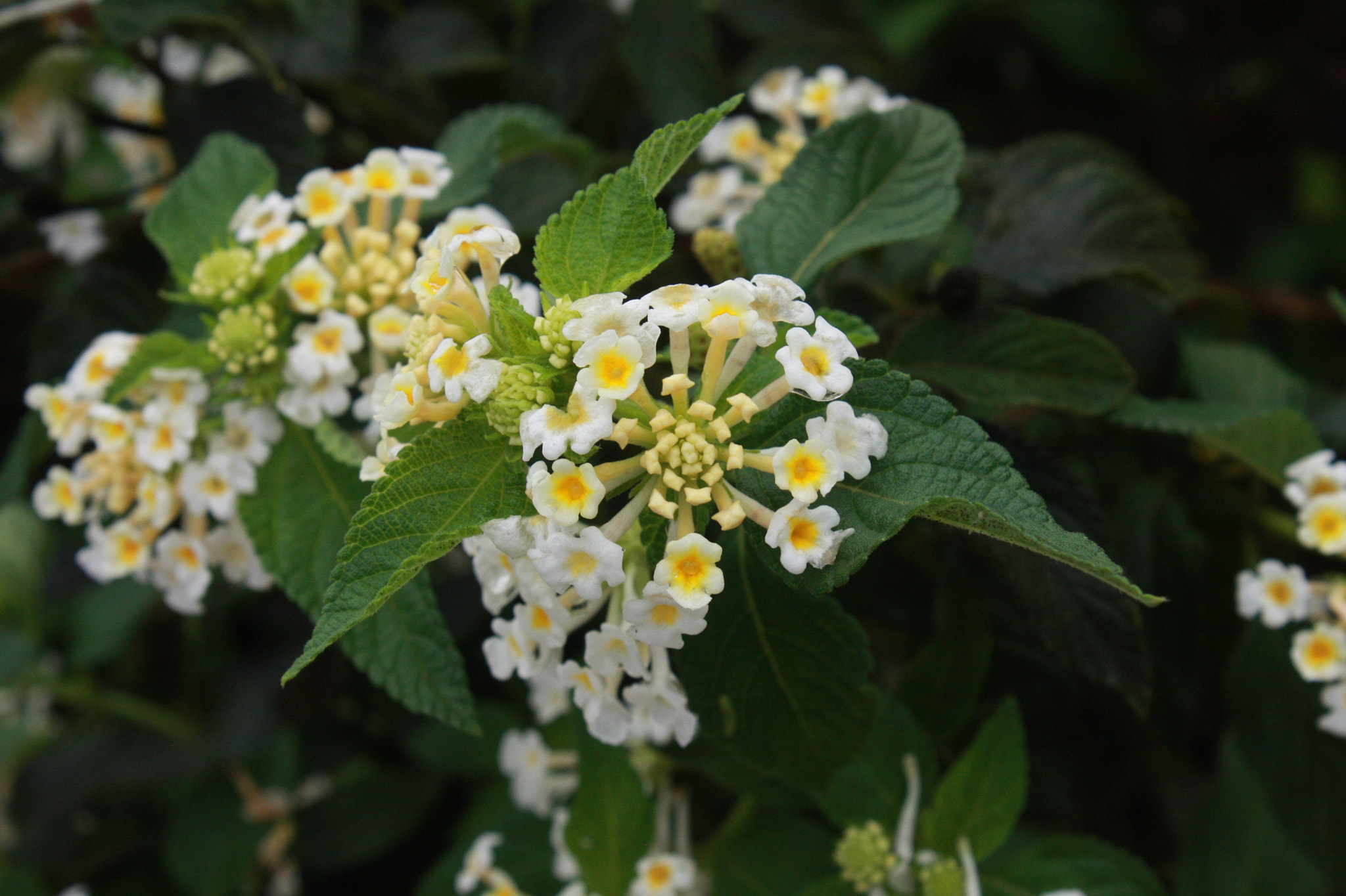 Canon EOS 40D sample photo. Simple flowers ii photography