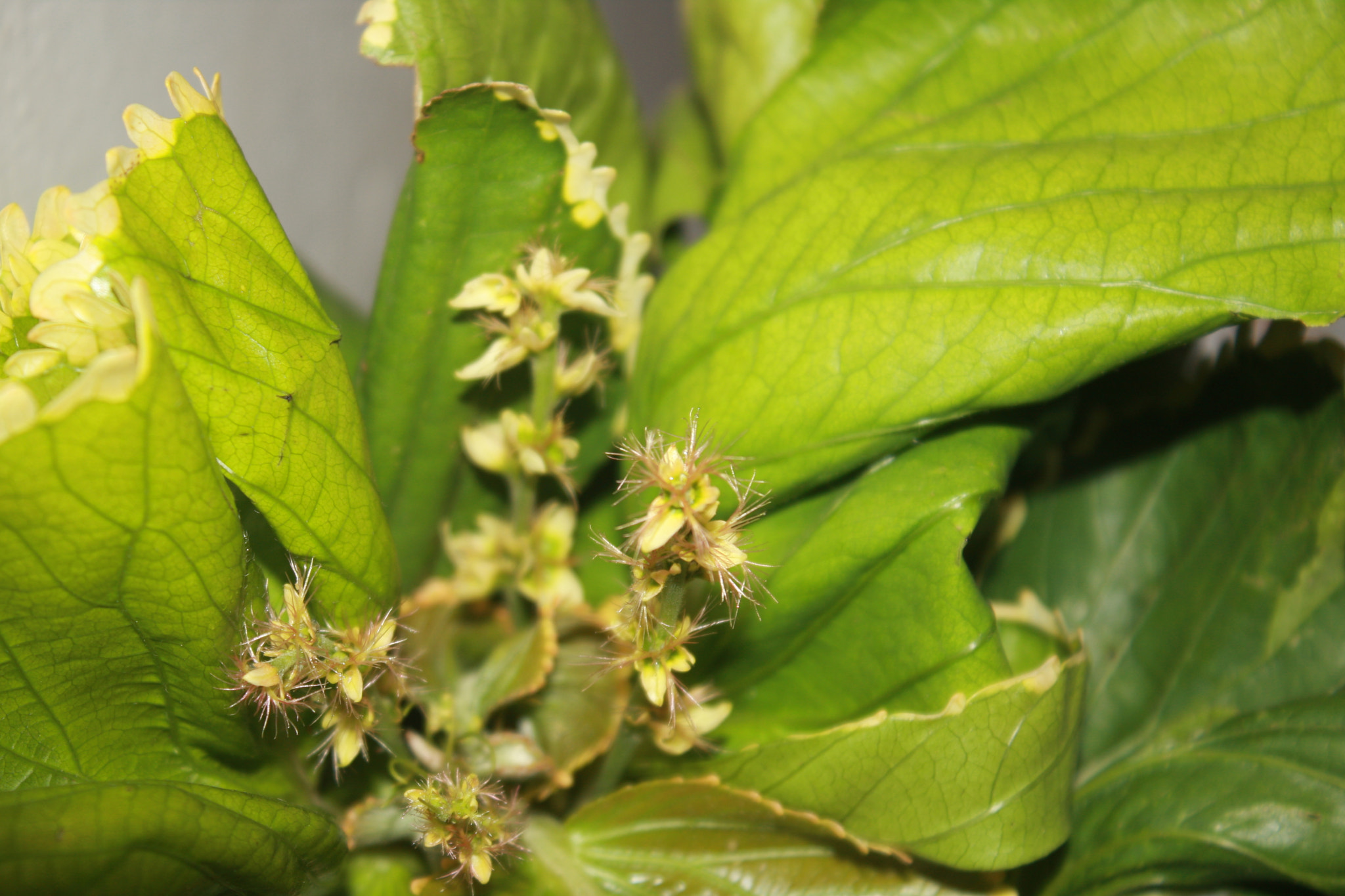 Canon EOS 40D sample photo. A simple plant iii photography