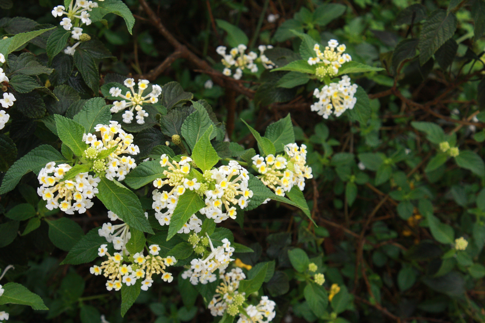 Canon EOS 40D sample photo. Simple flowers photography