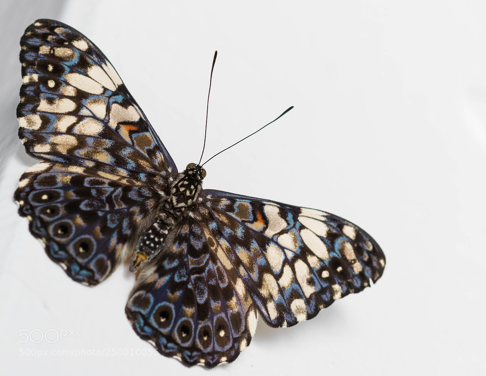 Nikon D5300 sample photo. Hamadryas feronia farinulenta photography