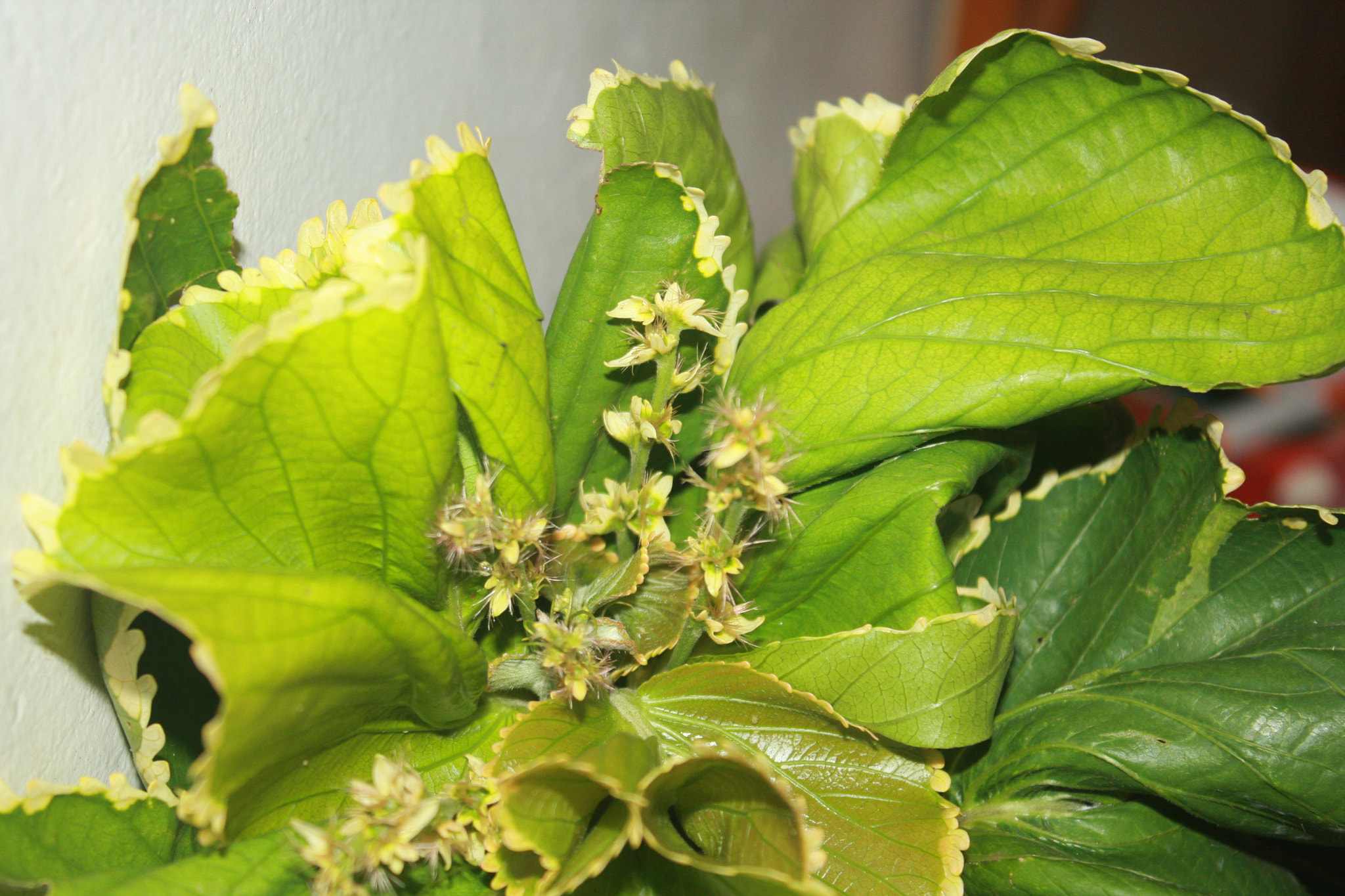 Canon EOS 40D sample photo. A simple plant ii photography