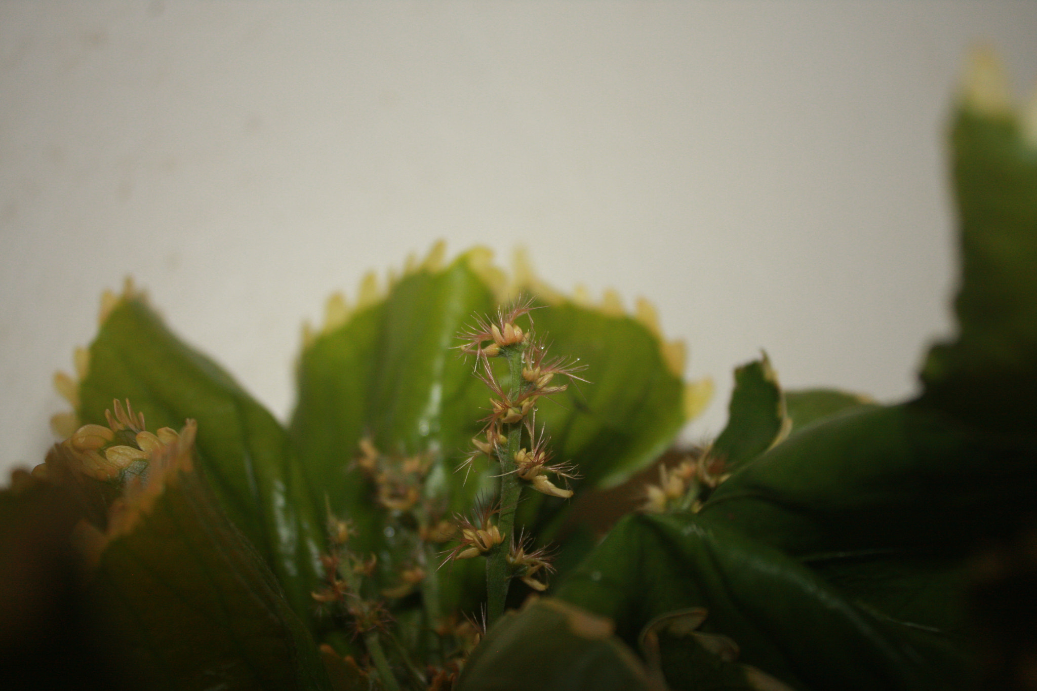 Canon EOS 40D sample photo. A simple plant photography