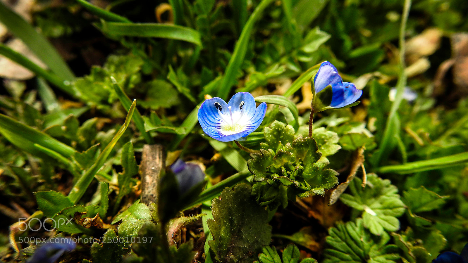 Nikon Coolpix P900 sample photo. Blue photography