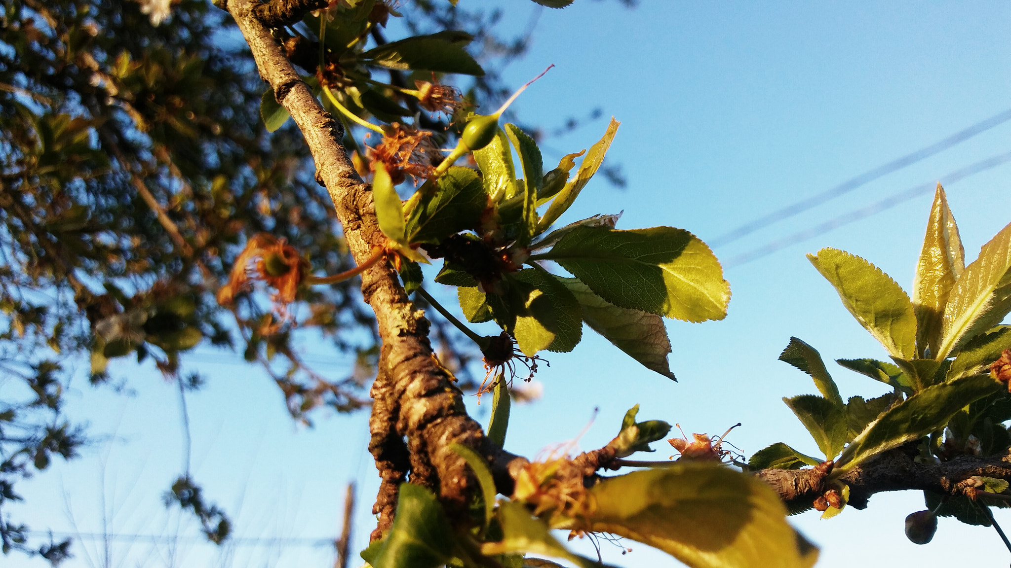 LG K10 sample photo. Ciruelo tree photography