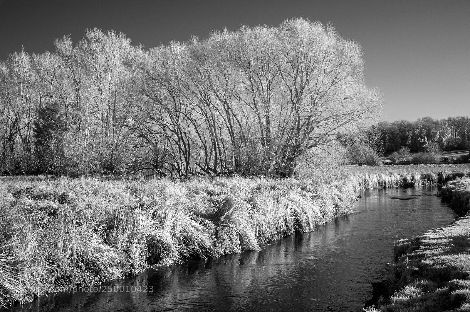 Nikon D700 sample photo. River brett willows #1 photography
