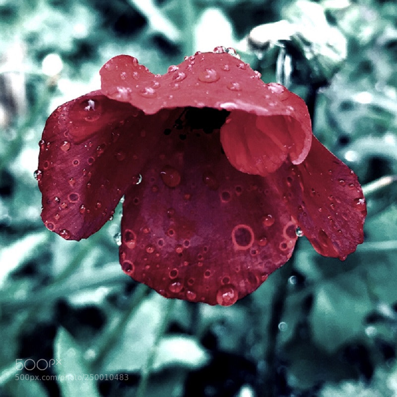Apple iPhone 6s sample photo. Rainy poppy photography