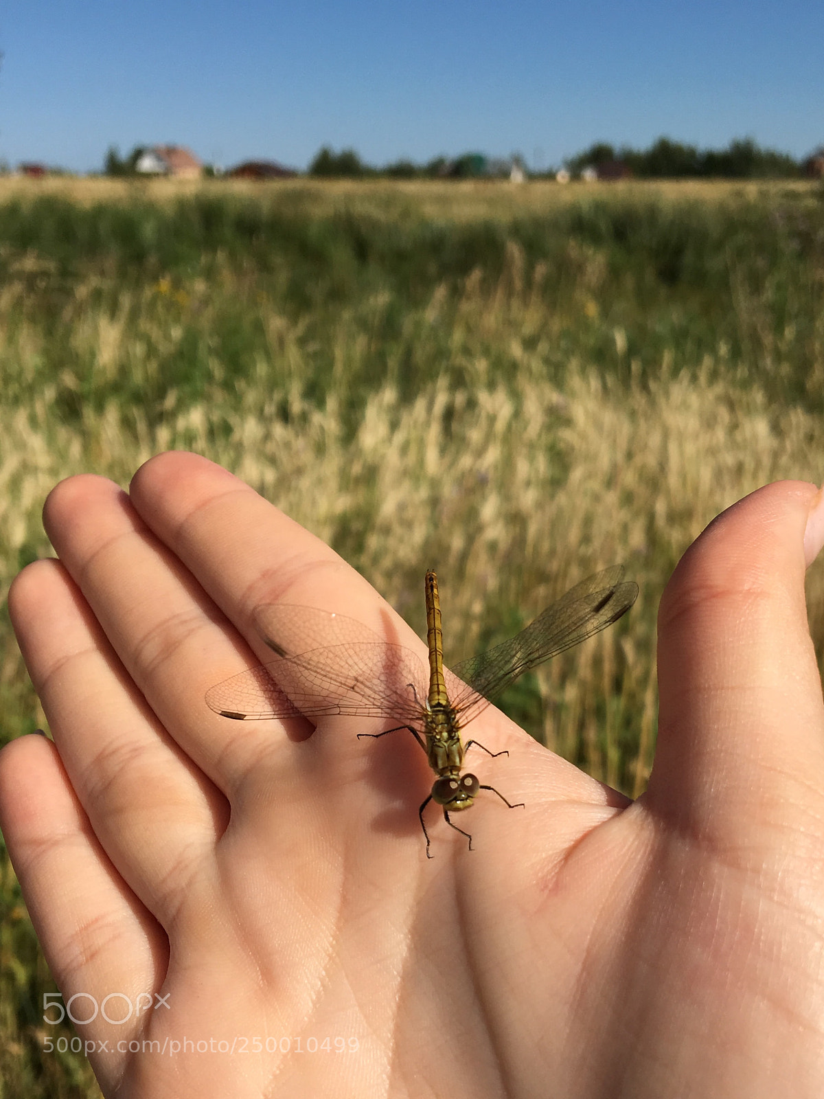 Apple iPhone 6s sample photo. Dragonfly photography