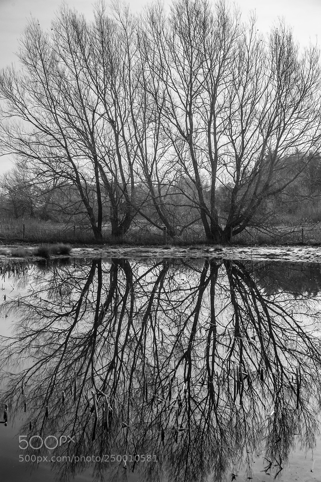 Nikon D700 sample photo. River brett willows #2 photography