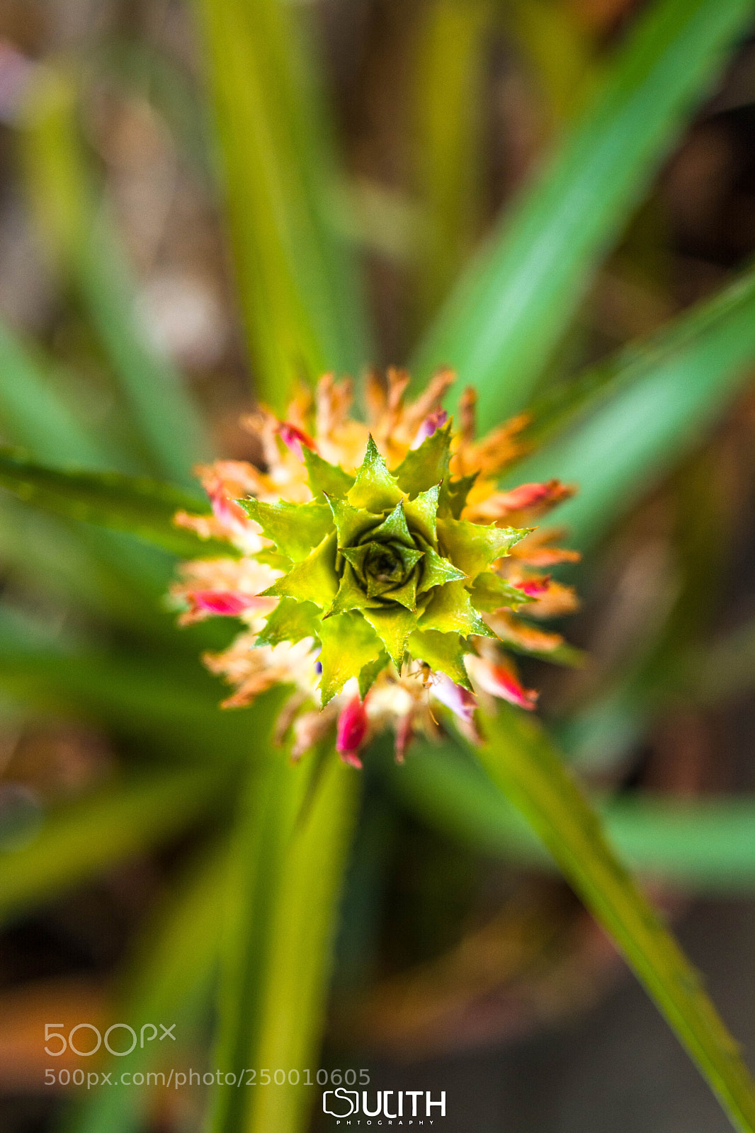 Nikon D5200 sample photo. Flowermar photography