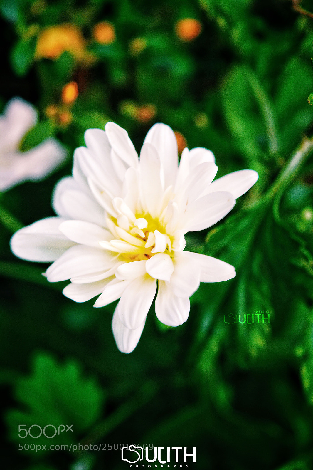 Nikon D5200 sample photo. Kjhgfdghjk photography