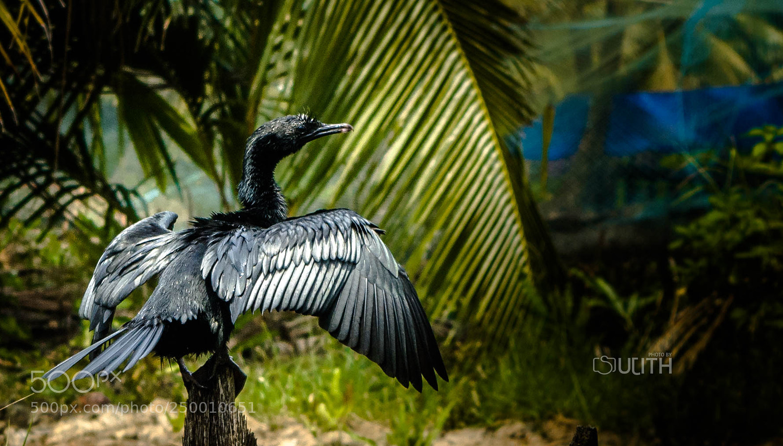 Nikon D5200 sample photo. Mantro crow photography